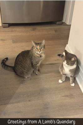 Greetings from A Lamb's Quandary